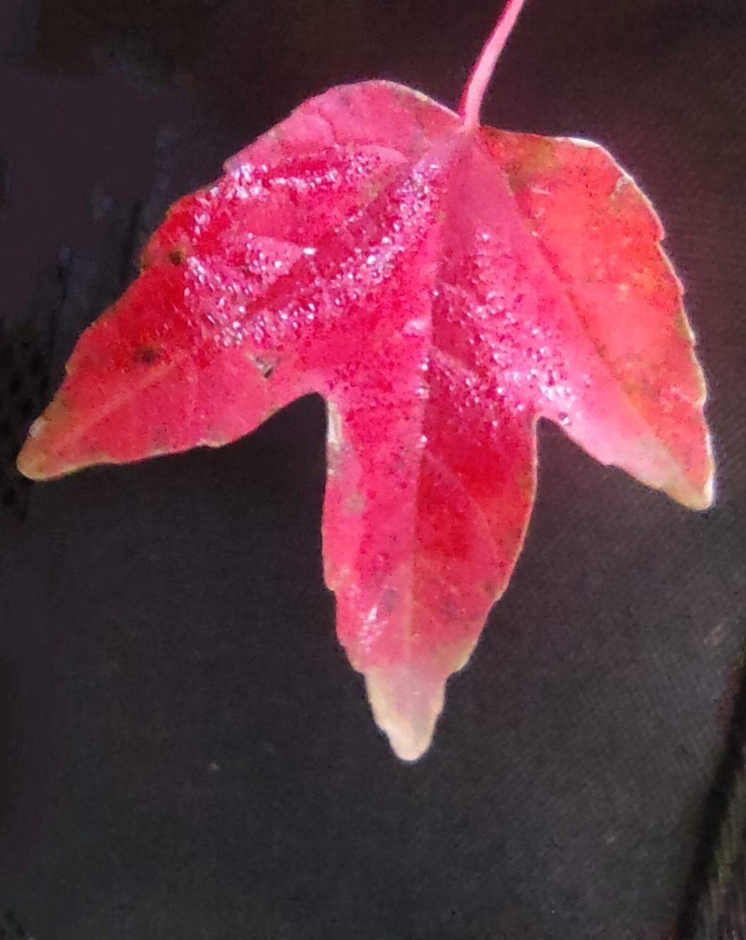 晒图笔记大赛一叶知秋