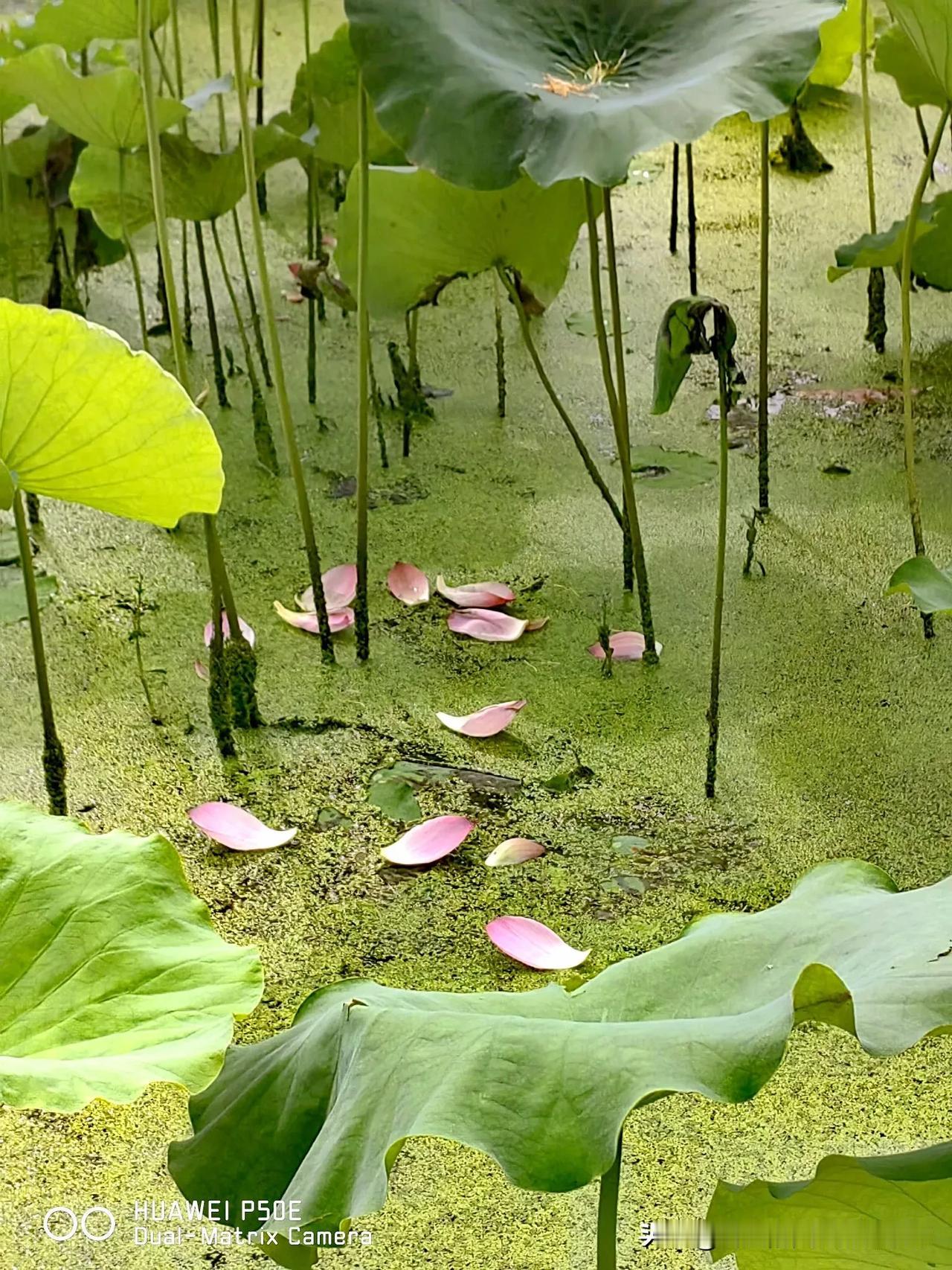荷叶田田绿，莲花点点红。