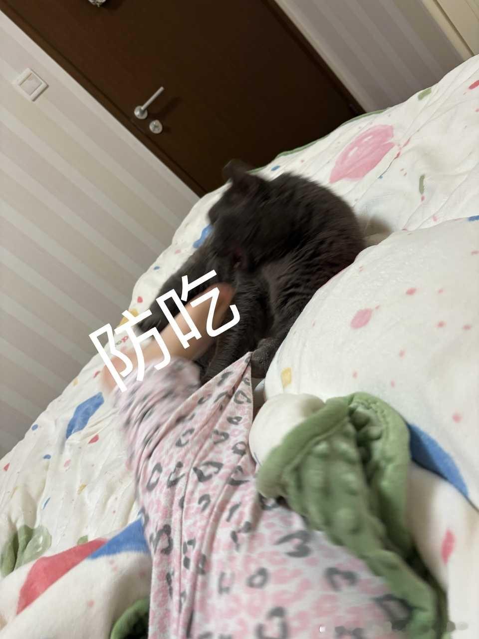49611【丑猫】咬脚 