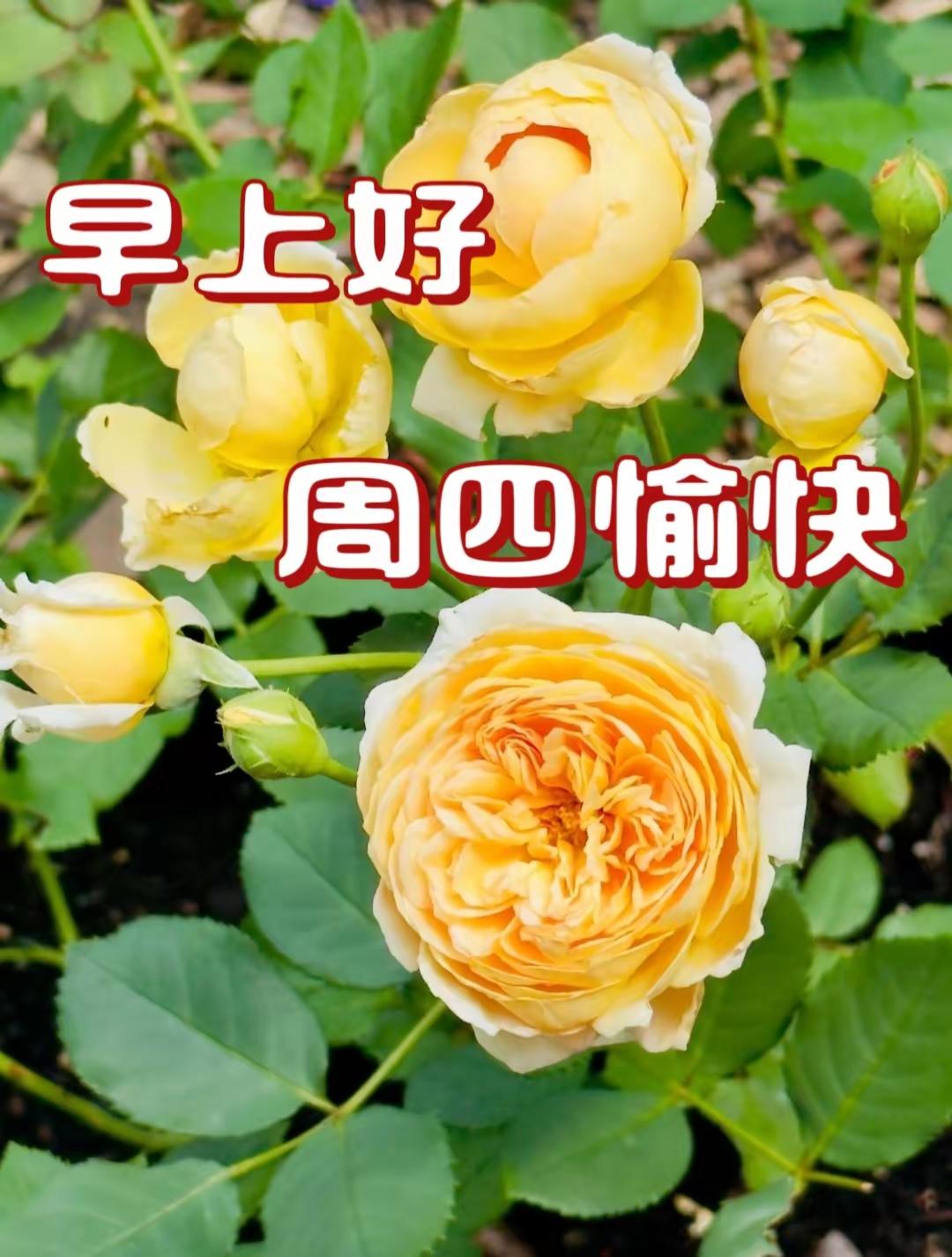 平凡的日子里，最治愈的莫过于清晨一句温柔的问候。
整理了几段原创早安祝福，送给每