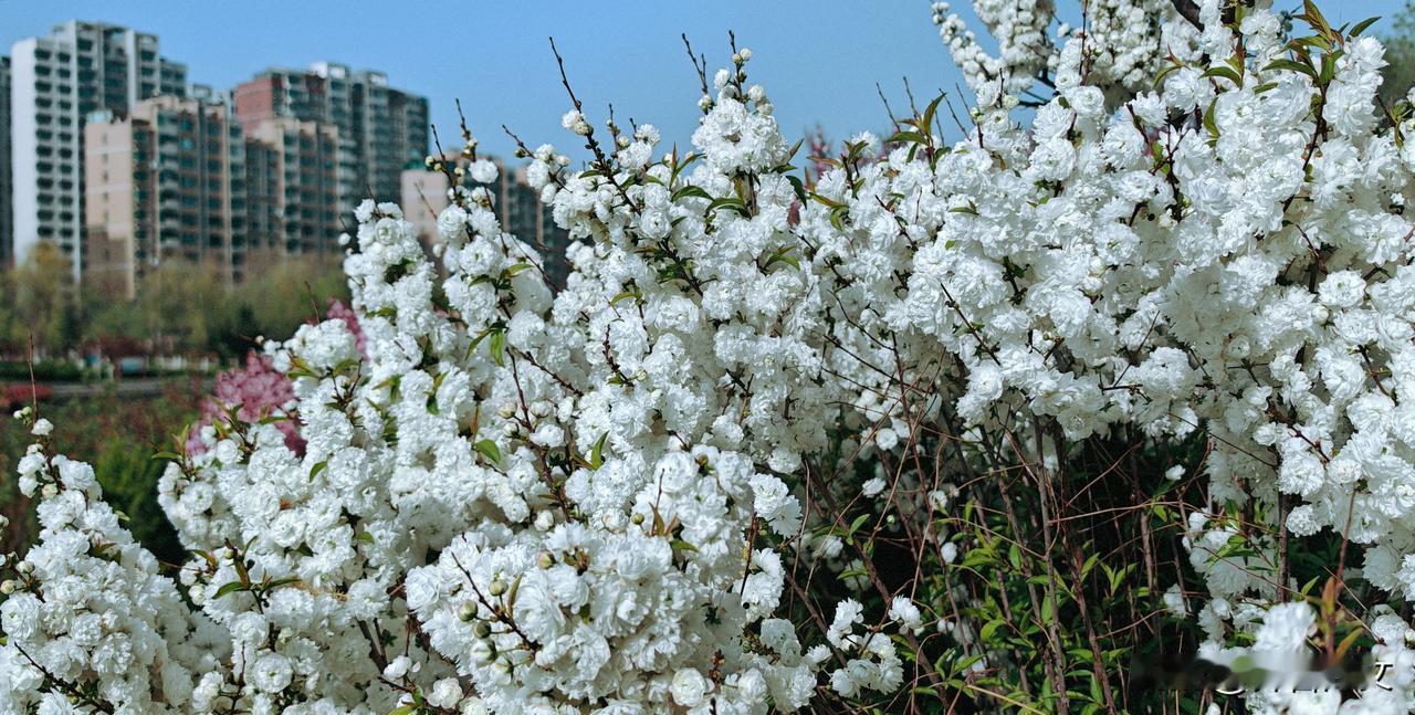 琼英簇簇淡梳妆，疑是春寒雪未藏。
素影临流邀月近，清芬隔径觉风香。
不争秾李胭脂
