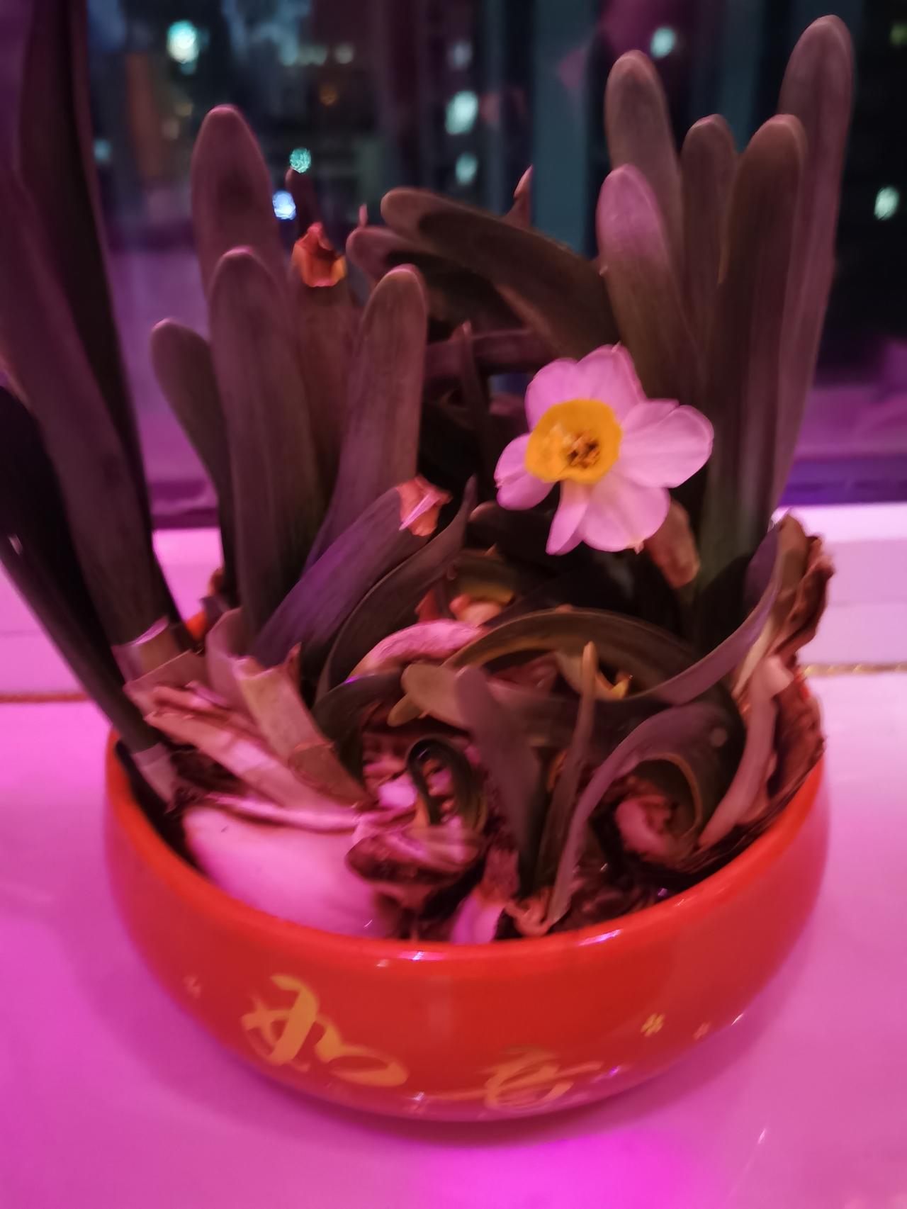 这盆水仙的独苗苗啊，
        居然开花了，
             原