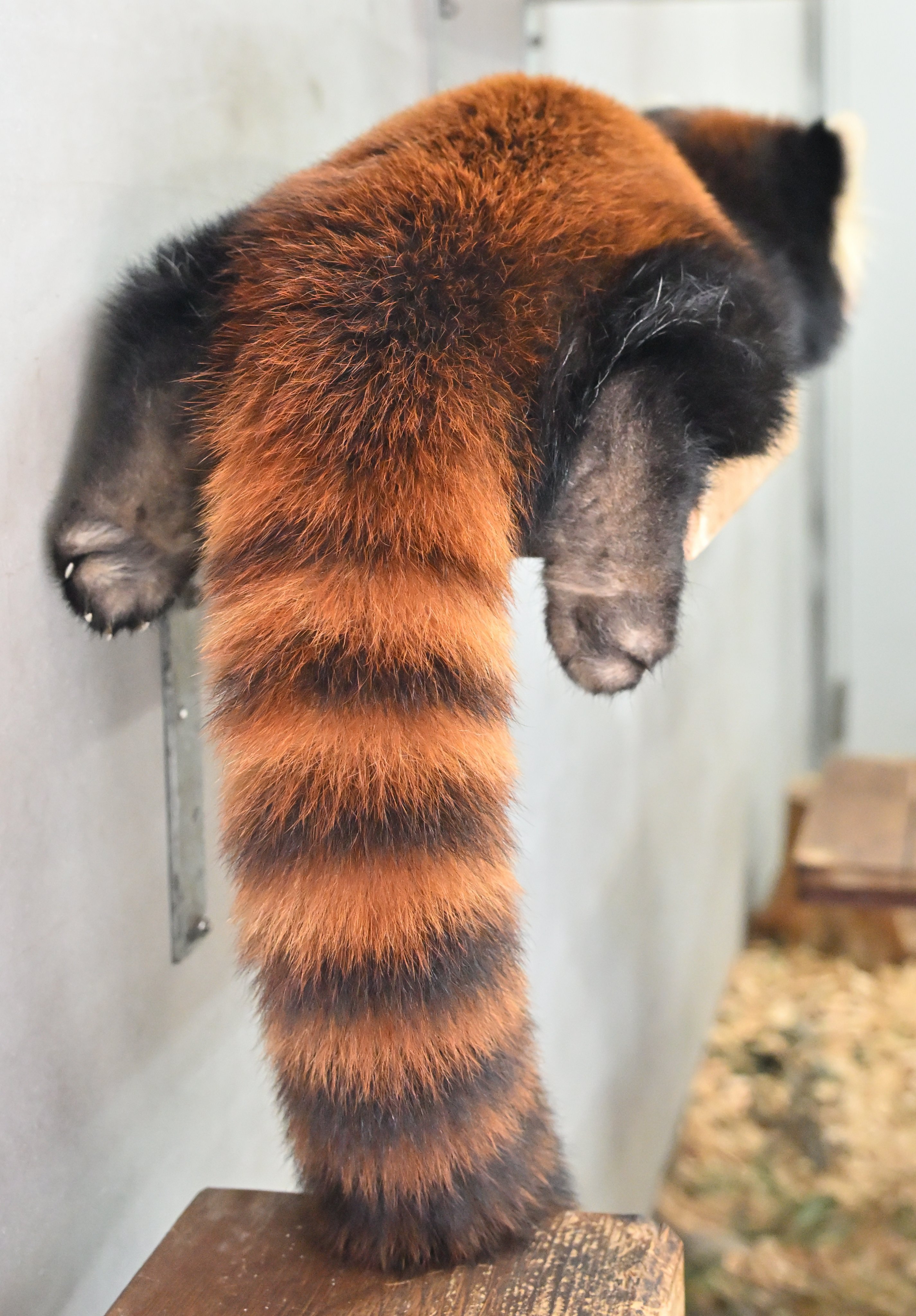 小熊猫 迷人九节狼的大尾巴【推：mocos164】 