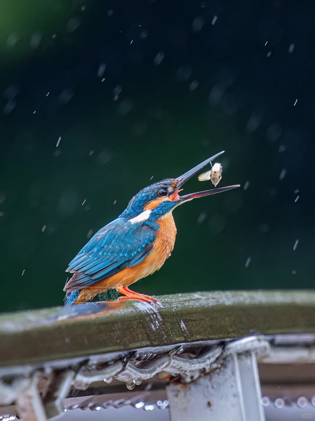 雨中开餐记