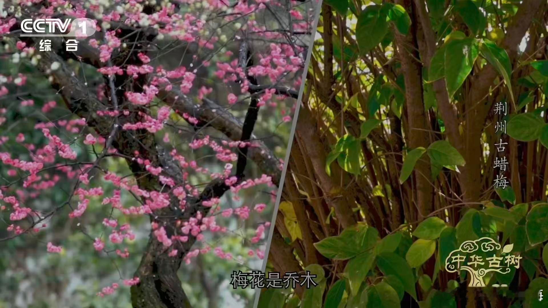 是蜡梅还是腊梅终于分清蜡梅和梅花了 湖北荆州藏着一株2550岁的古蜡梅，比孔子还