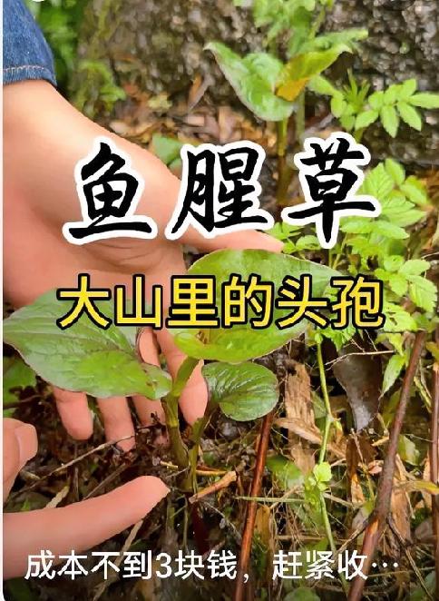 感谢你的评论[祈祷]假如说肺燥肺热，还可以用鱼腥草泡水喝即可[大笑]//@头条评
