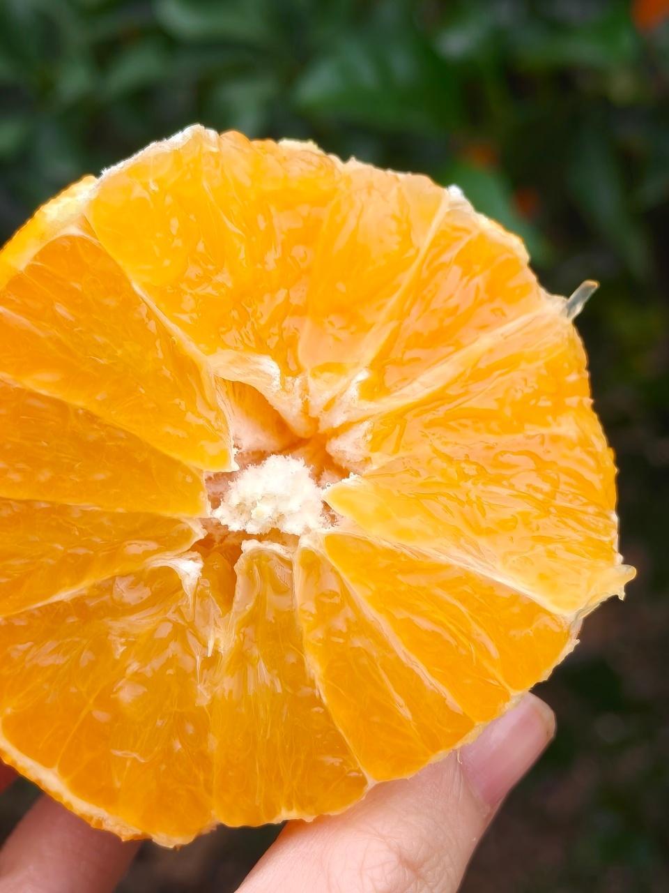 测了这么多次的爱媛，终于上线了，测的三家中口味最好的，眉山爱媛树母园，口感比一般