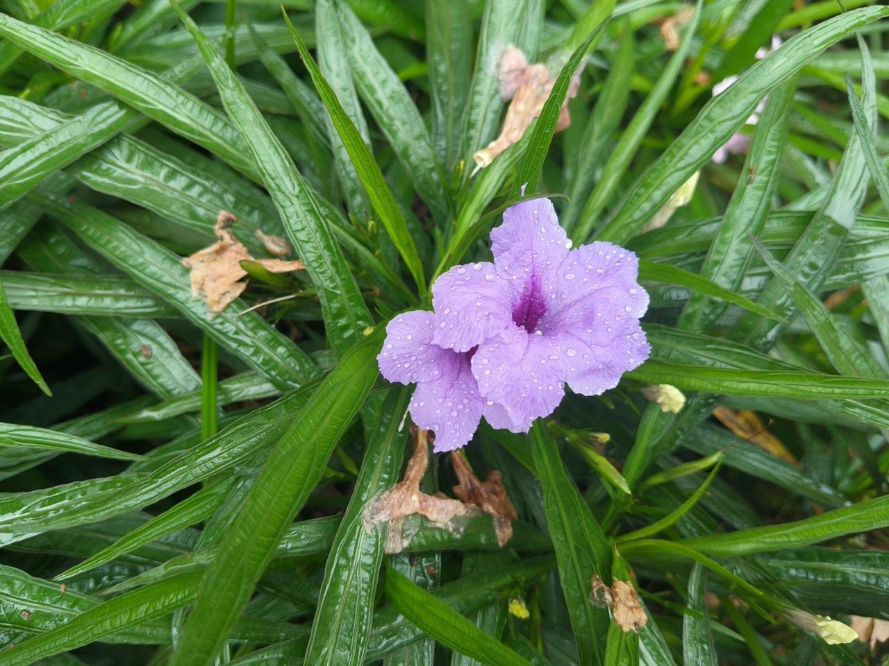 雨后初晴，紫花绽放，清新自然，美不胜收！🌸💧