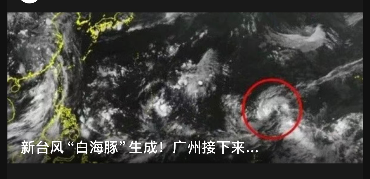 哦海豚啊我以为 