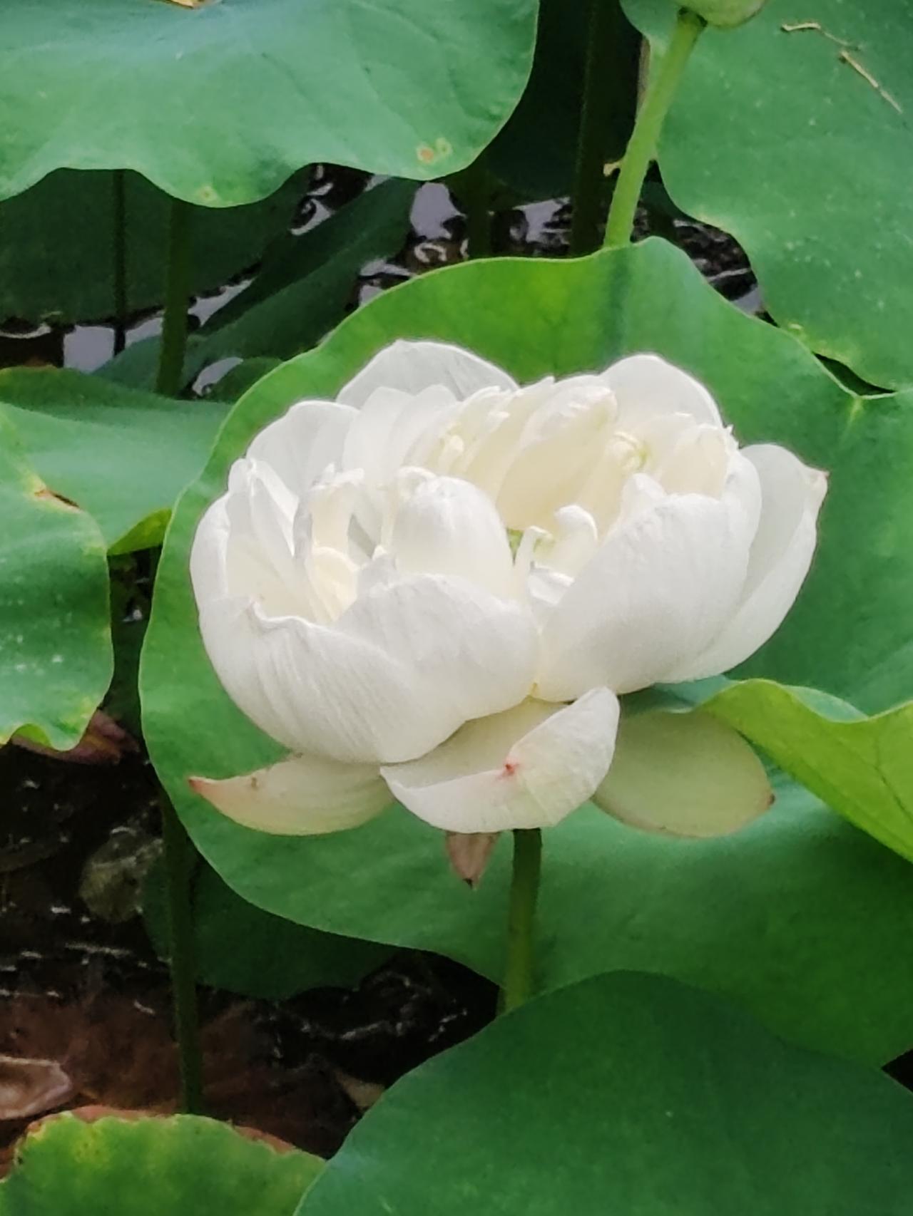 在这对仗之中，“落日”对“晨辉”，一暮一朝，勾勒出时间流转的奇妙画卷。落日带着余