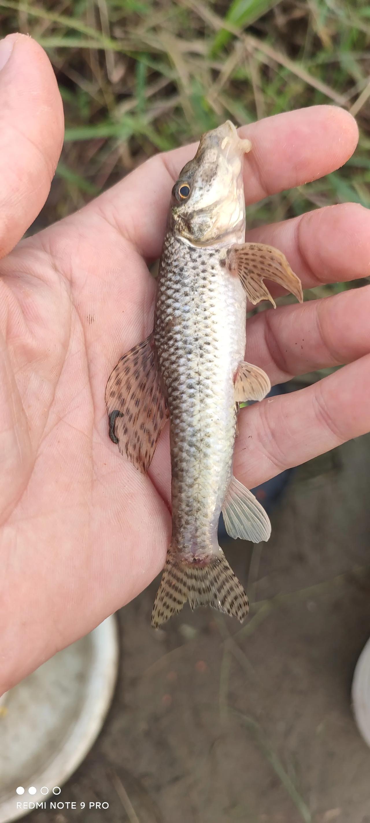 谁知道这是什么鱼？
像虾虎鱼，但比虾虎鱼大的多。