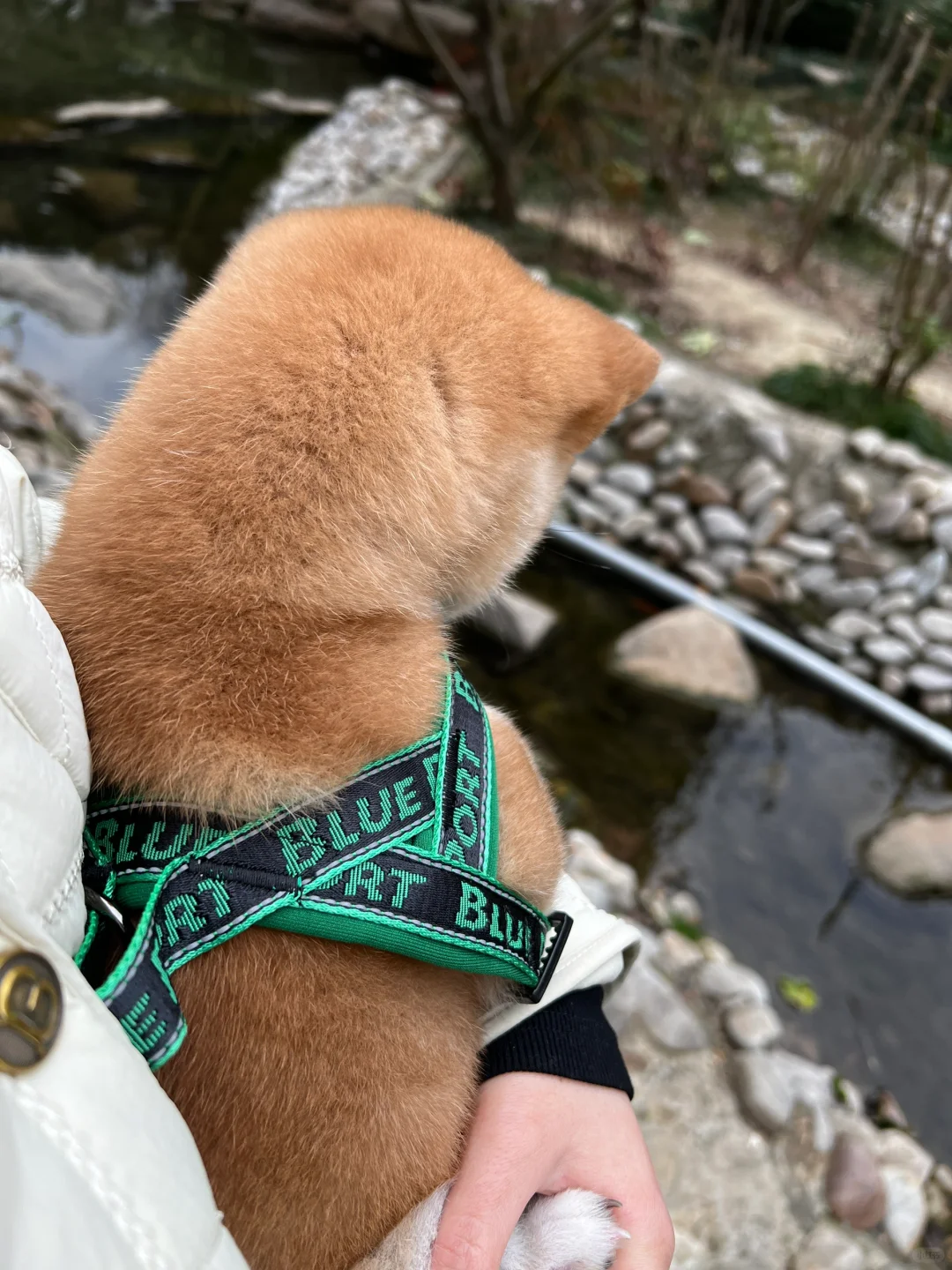 记录小狗第一次出门竟然吓的发抖📝