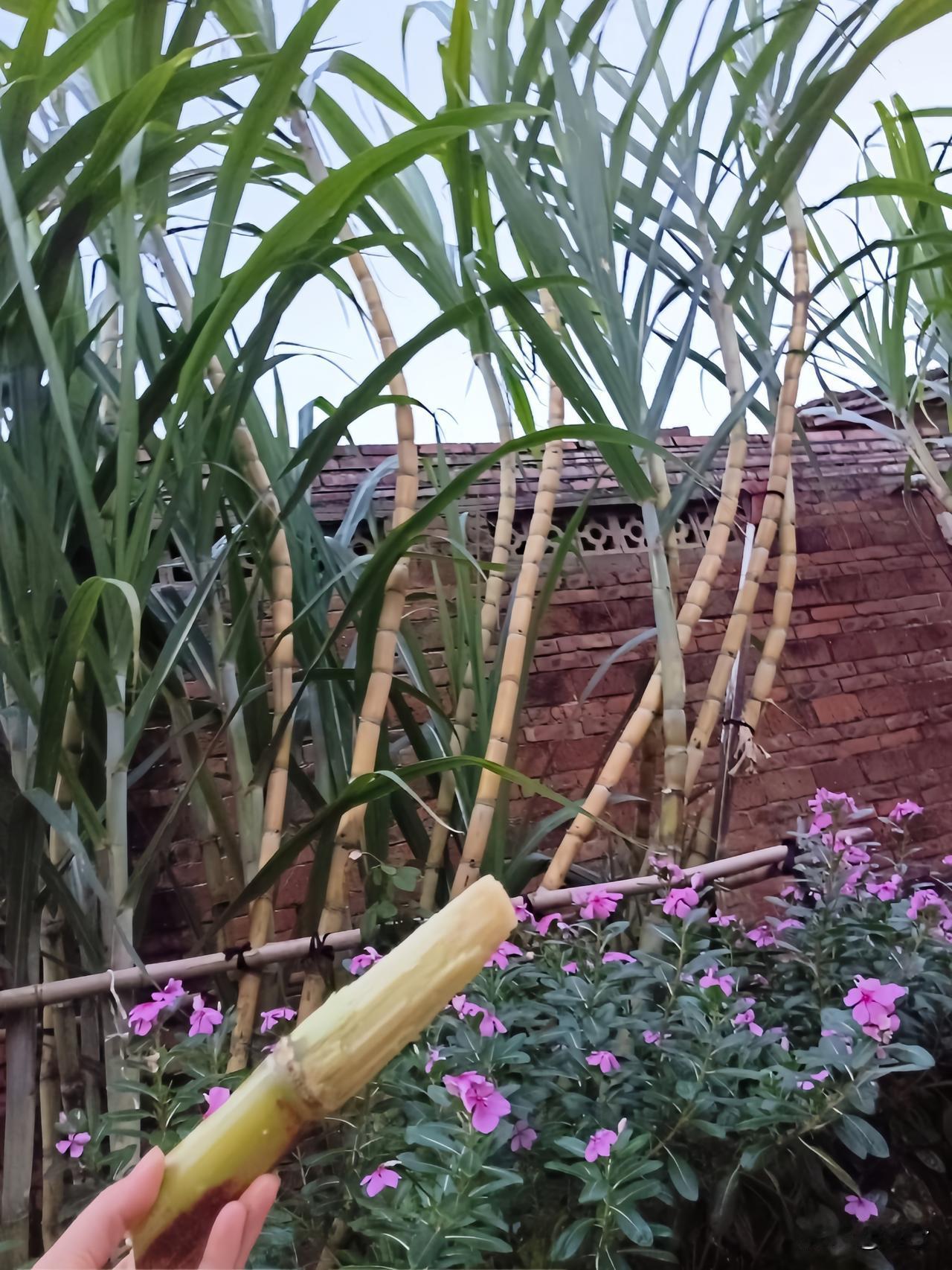 我看着手里的甘蔗
突然就笑了
这日子啊
就是这样
一会热一会冷
一会甜一会苦
 