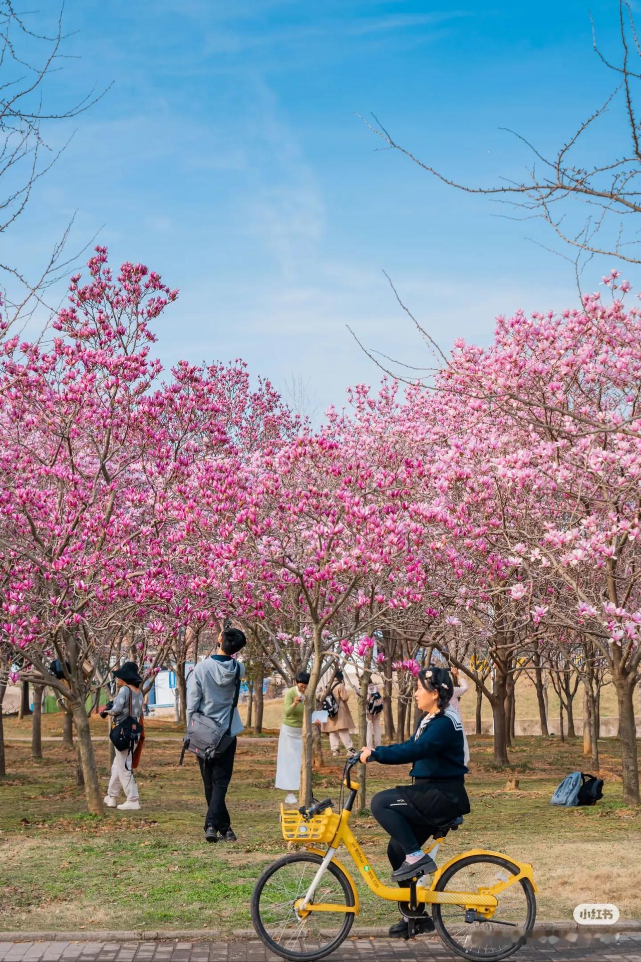 华科玉兰花初开，教室秒变景区，您今天去打卡游玩吗？三月中上旬华科的校园是最美的，