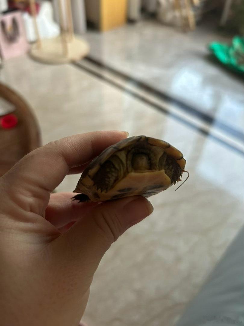 补发的小青龟到了，个头比小王大，所以叫大王。大王也不露头，先放着适应几天。草龟也