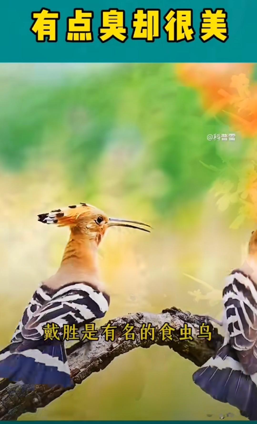 院子里出现一只花扇子，呱呱叫的很难听，我家五只猫全对它不感兴趣，据说这种鸟很臭，