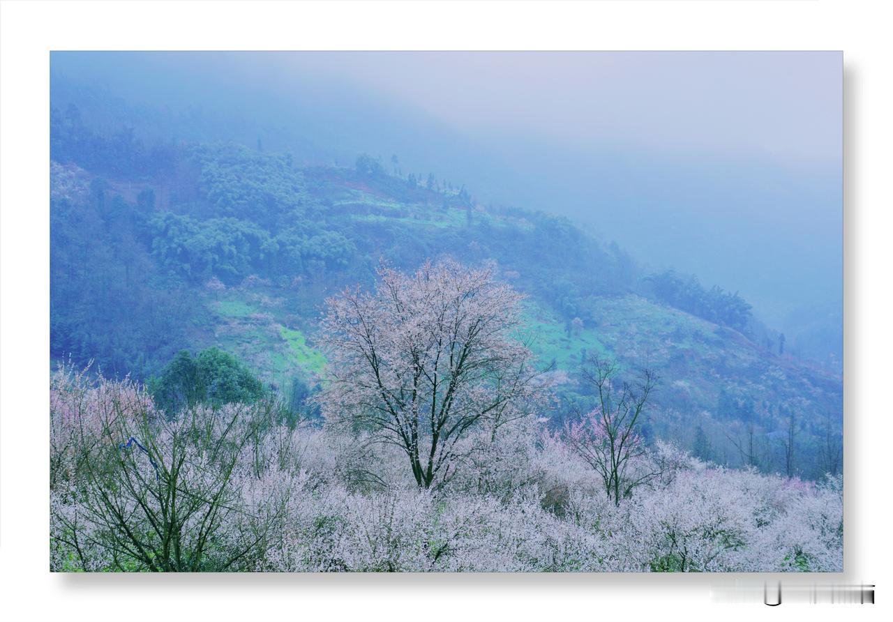 【青梅花】
青梅花开映雪霜，
寒风凛冽自芬芳。
枝头点点胭脂色，
树下层层锦绣香