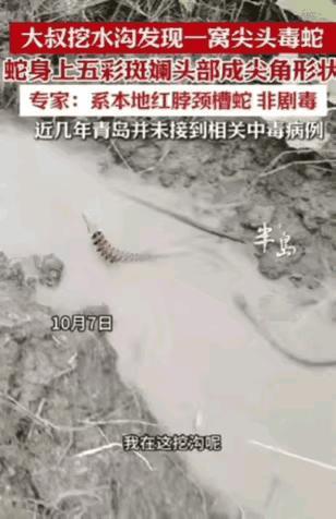 近日，青岛一大叔挖水沟，一铲子下去，竟然从土里钻出来一条“大长虫”，还有一窝尖头