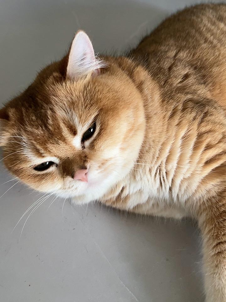 夏日炎炎，家里的小猫咪也热到不行，直接贴到地上了，哈哈