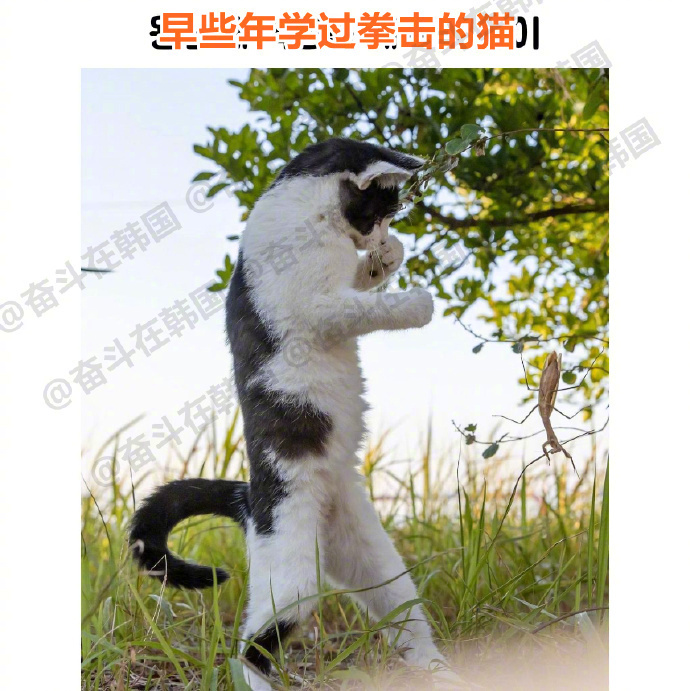 早些年学过拳击的猫 海外新鲜事 热点现场