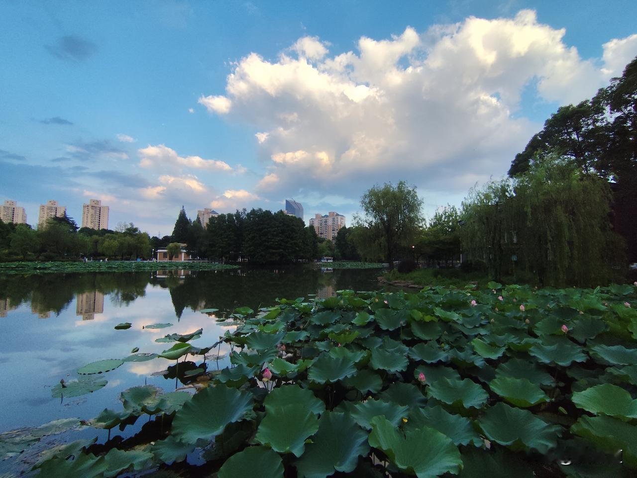 分享一张最近随手拍的照片夏天的色彩