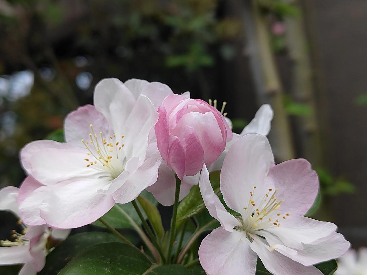 今年春天最想实现的心愿愿我们生活如春天的花儿一样，多姿多彩，幸福满满，生活处处圆