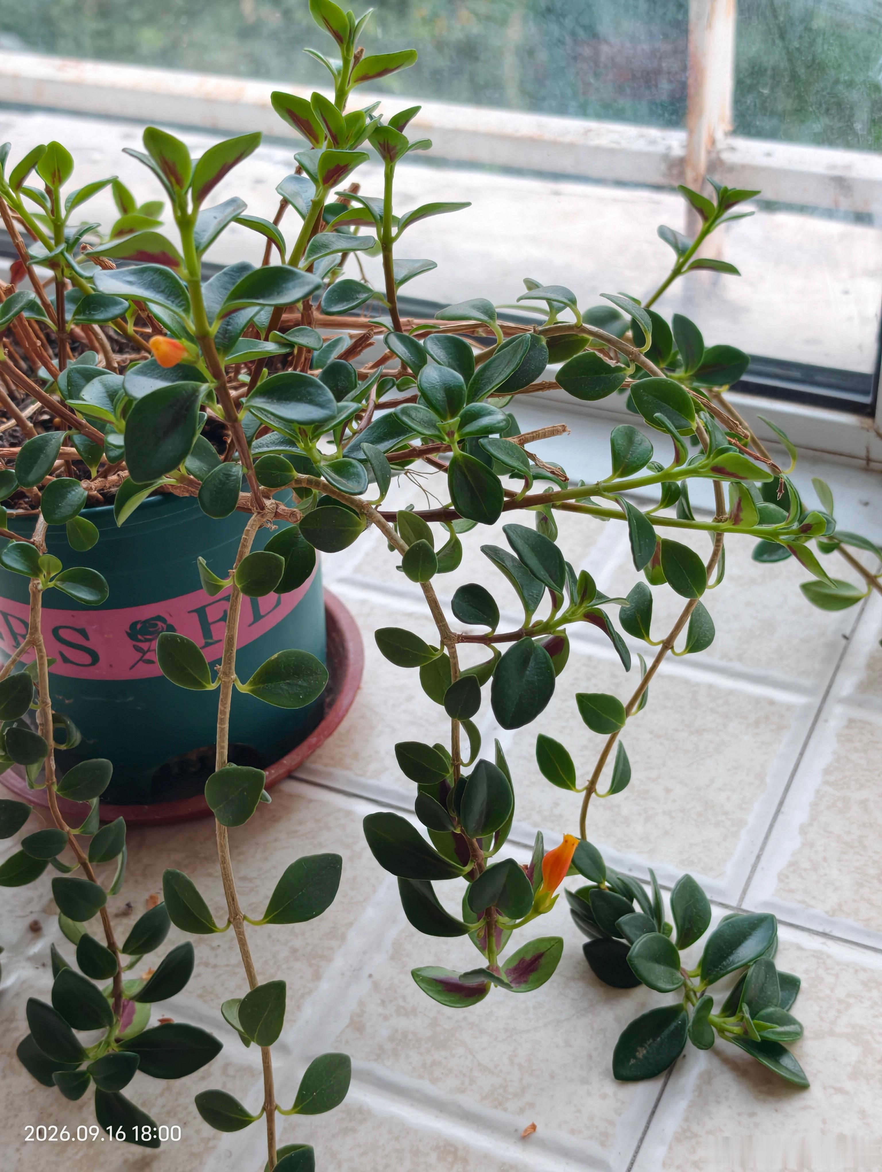 我的金鱼吊兰又开花啦！！！[送花花][送花花][送花花] ​​​