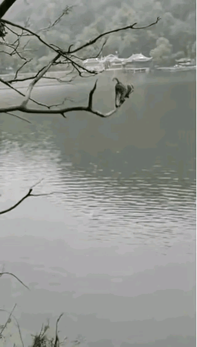 猴哥也有失手的时候[泪奔]