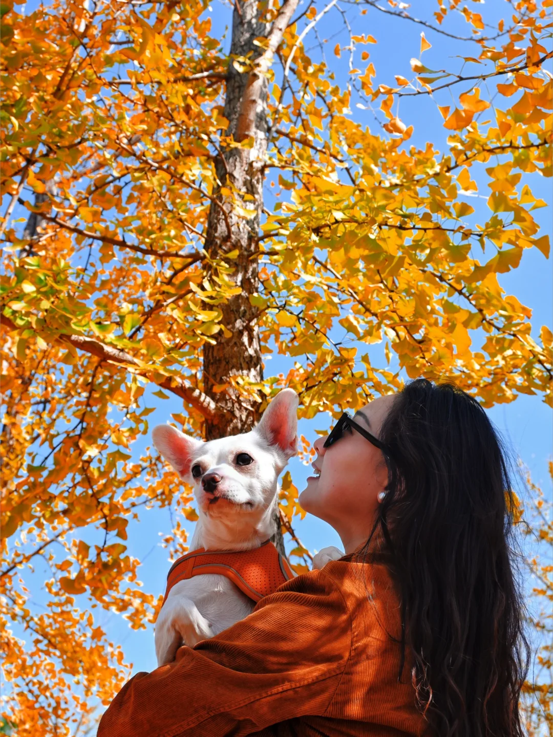 南昌银杏林🍂 小狗也能感受秋天的层林尽染