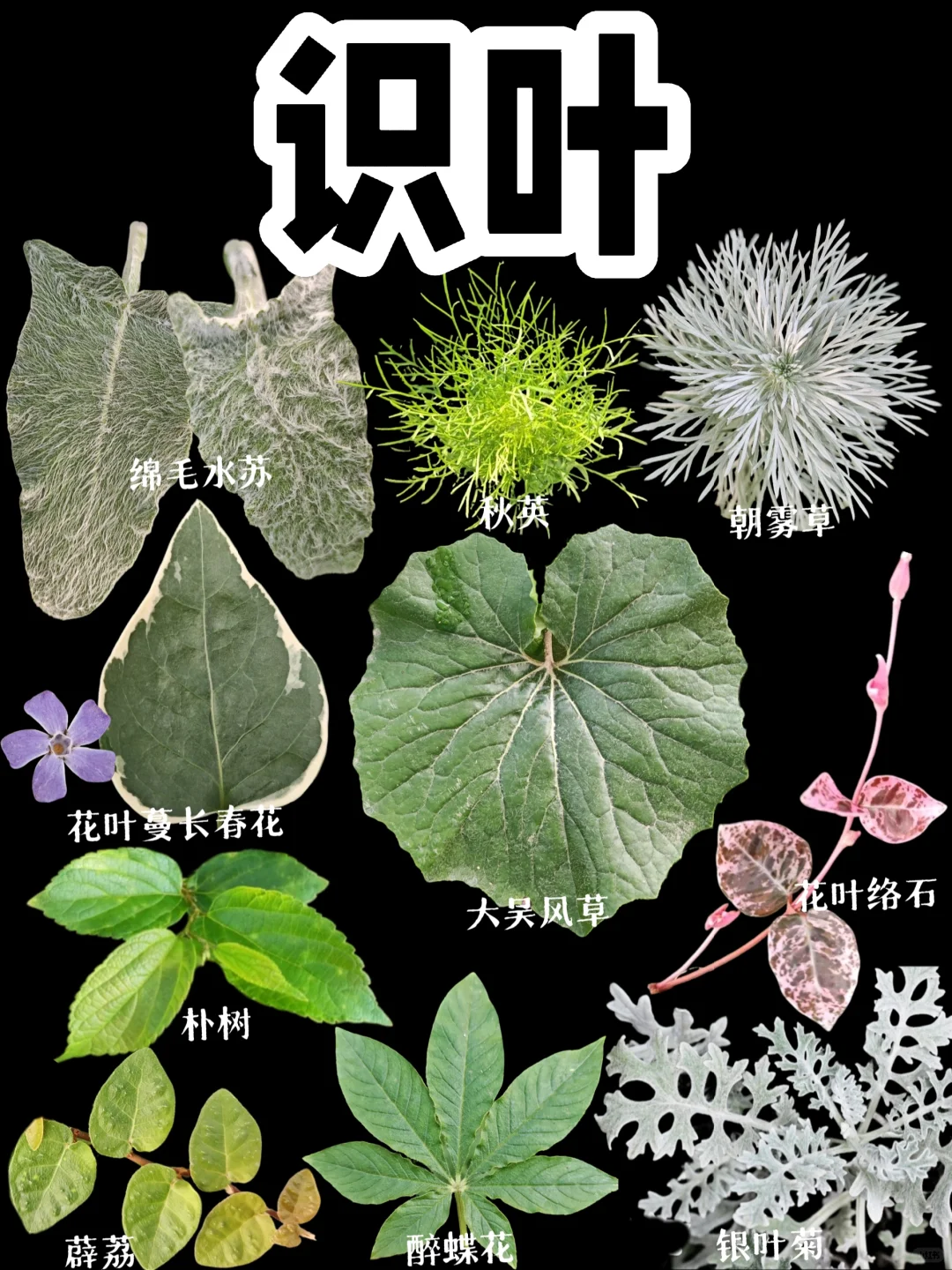 【识叶】叶片上长绒毛的植物你见过吗？