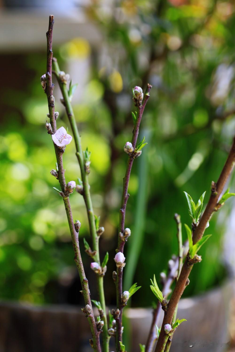 年前下单的梅花，前几天不是说了吗？冒出红红的花苞了，这几天，原形毕露啦，
你们看