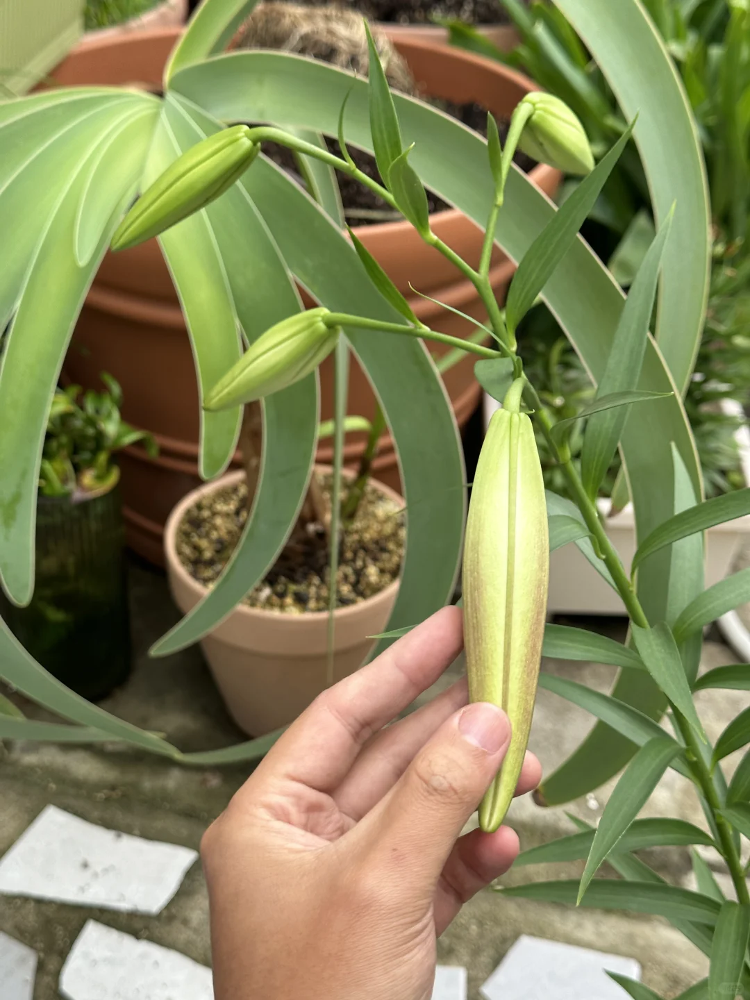 折伤的路西法开始显色了，断的百合修复完毕