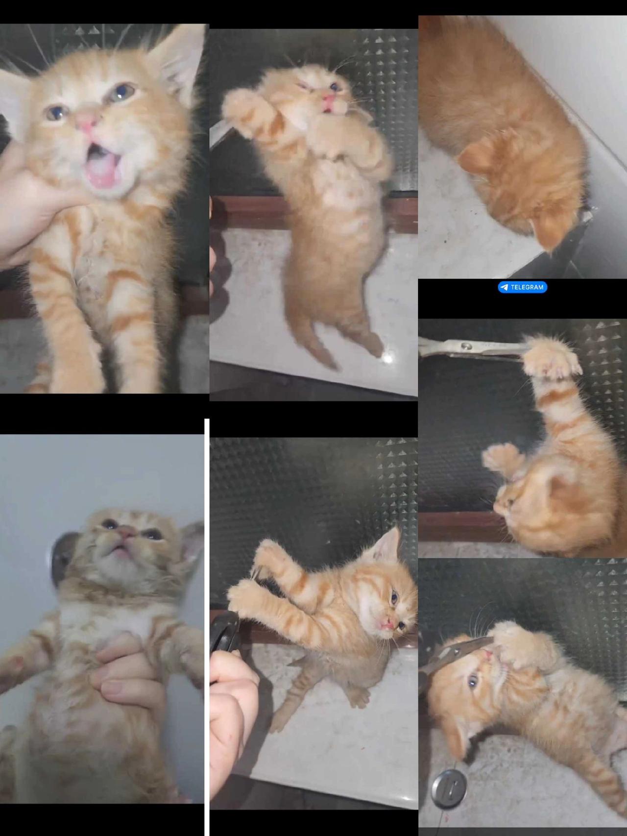 大家扩一下看看能不能找到猫咪主人，这只猫咪女蛆闲鱼领养的。可能天津的。剪刀已剪爪