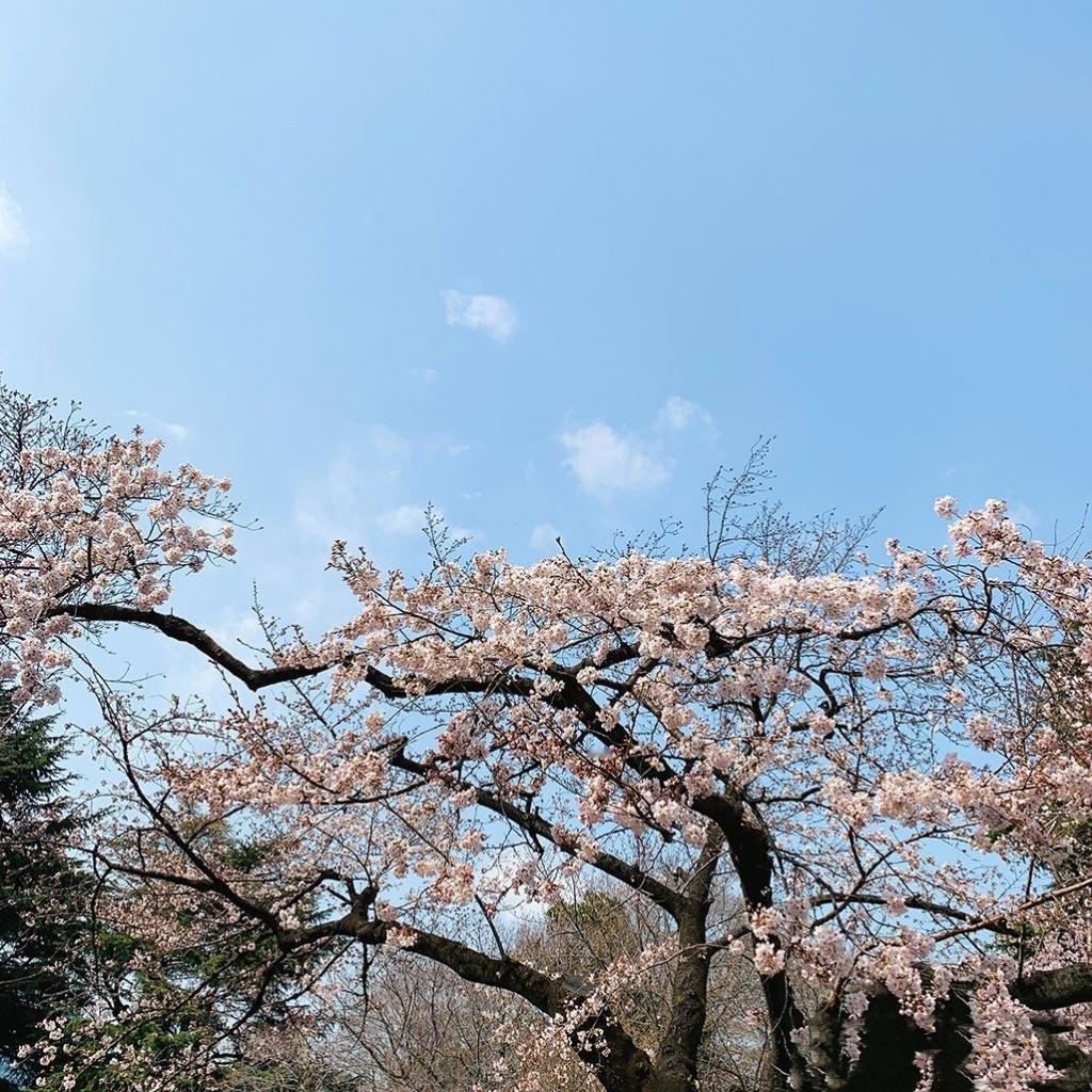 补充几点樱花的特点：
 
1. 视觉特质：照片里的樱花花瓣轻薄、花色柔和，是典型