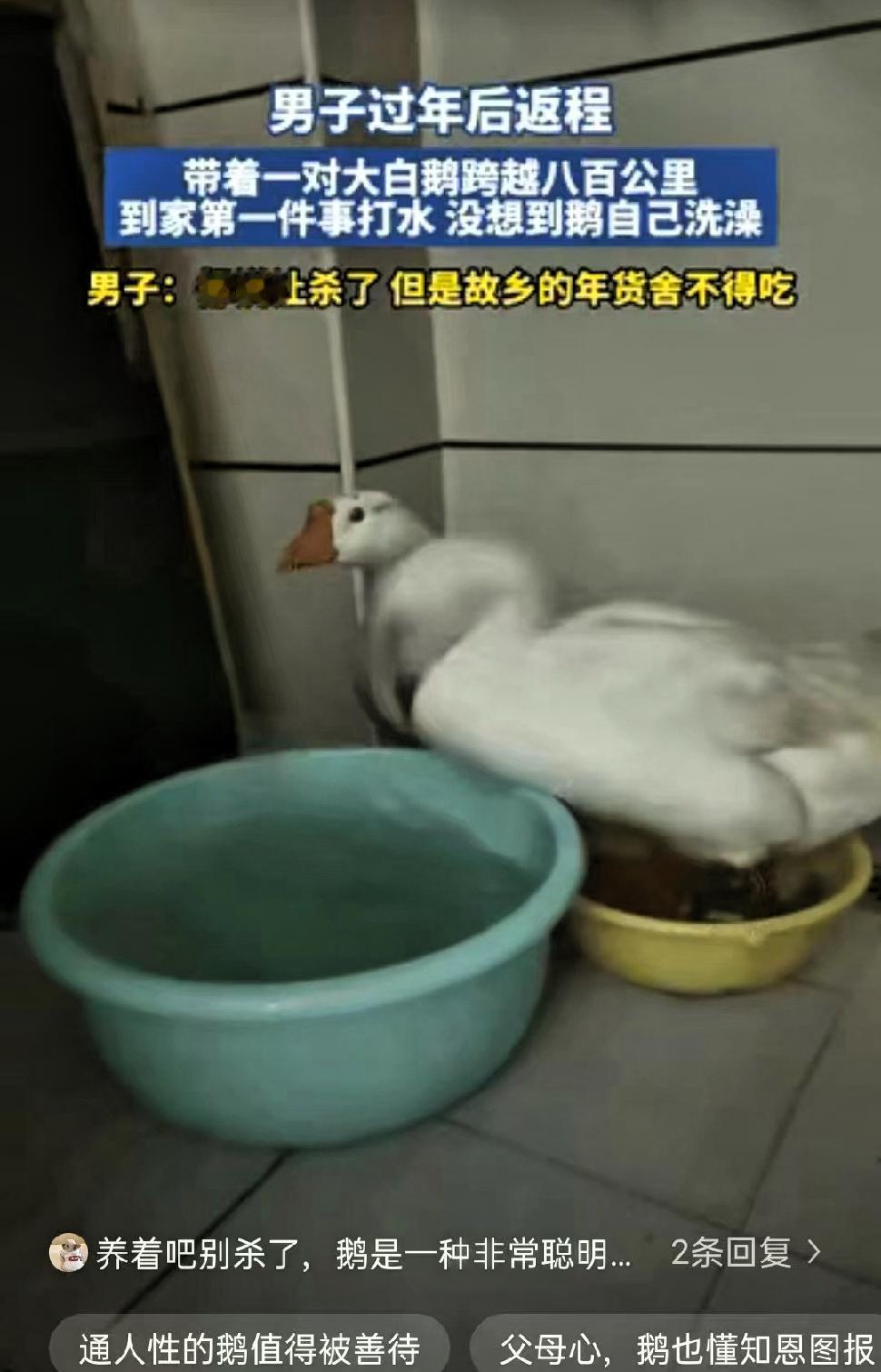 科学都解释不清了！”河南春节过后，河南一位小伙小赵准备返程工作，父母将家里养的两