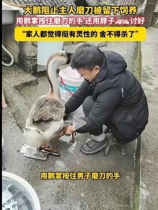 头一次听说，大鹅也有灵性！主人磨刀霍霍，打算杀掉一只养了多年的大鹅！大鹅感知到这