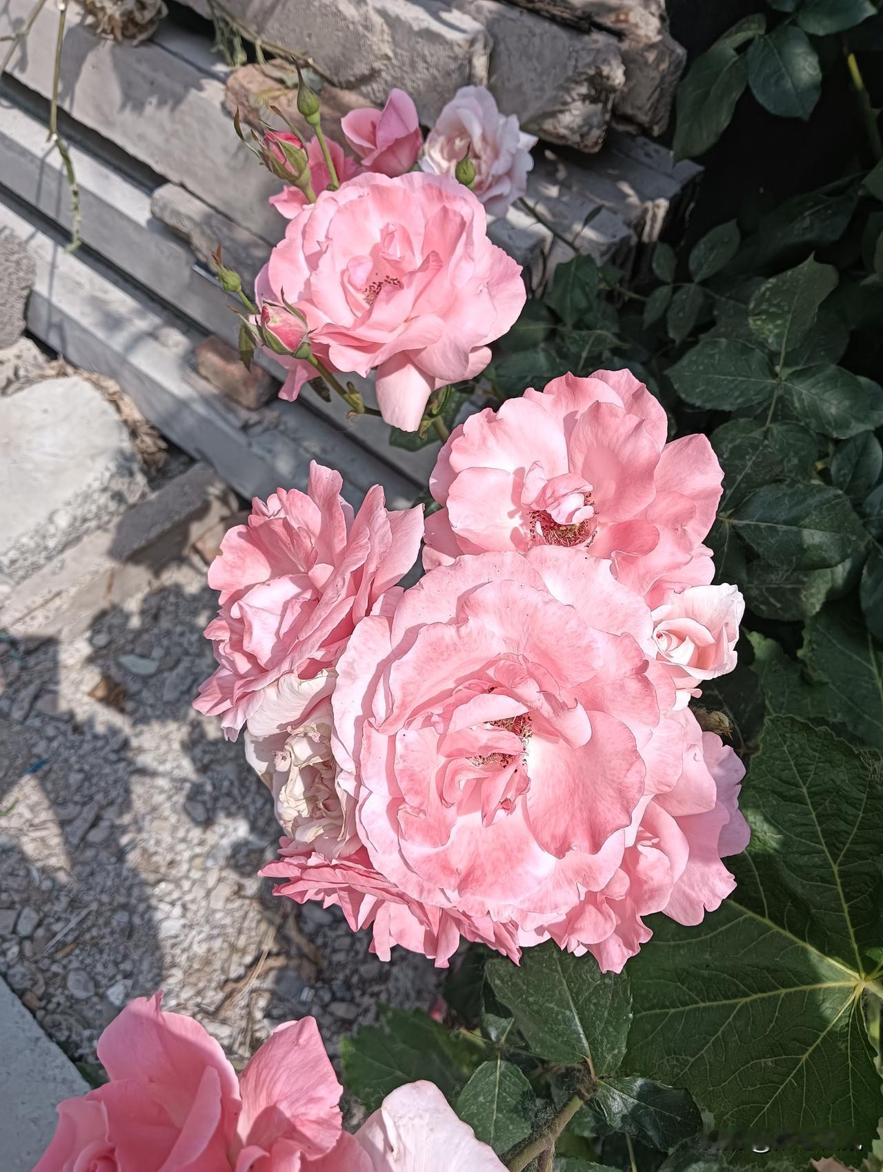 粉嫩欲滴的蔷薇，阳光下的浪漫绽放。🌸🌞
