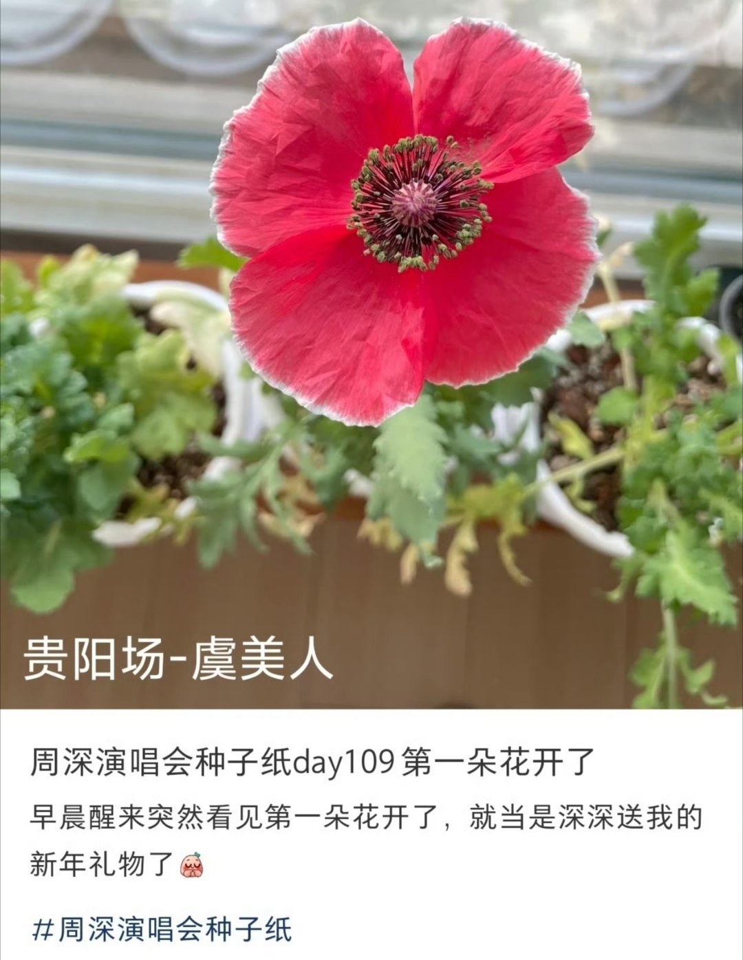 周深送的种子开花了  周深送的种子开花了！！春天再见！ 