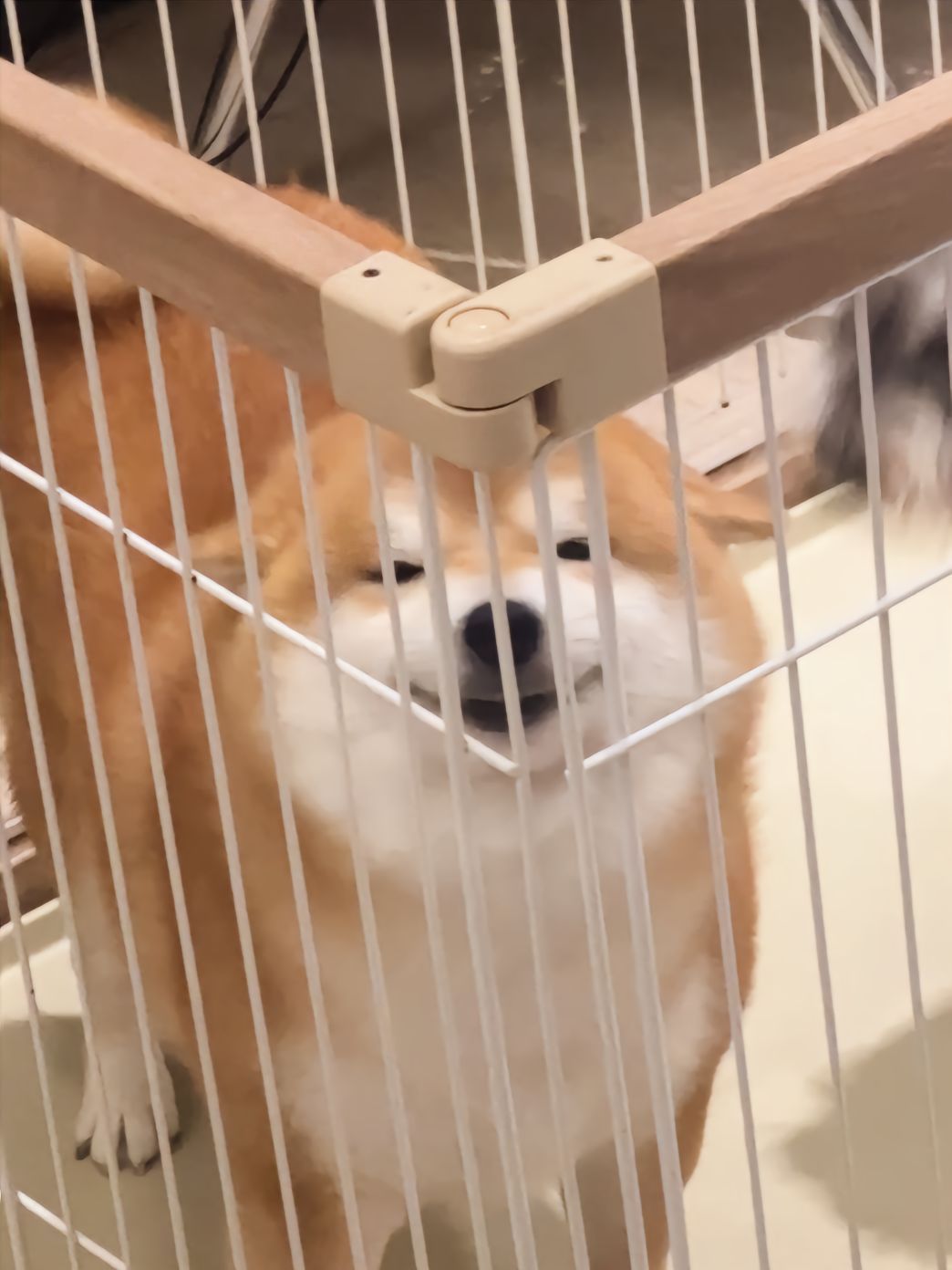 宝宝你是一块黄金小面包#萌宠##宠物卖萌中心# ​​​