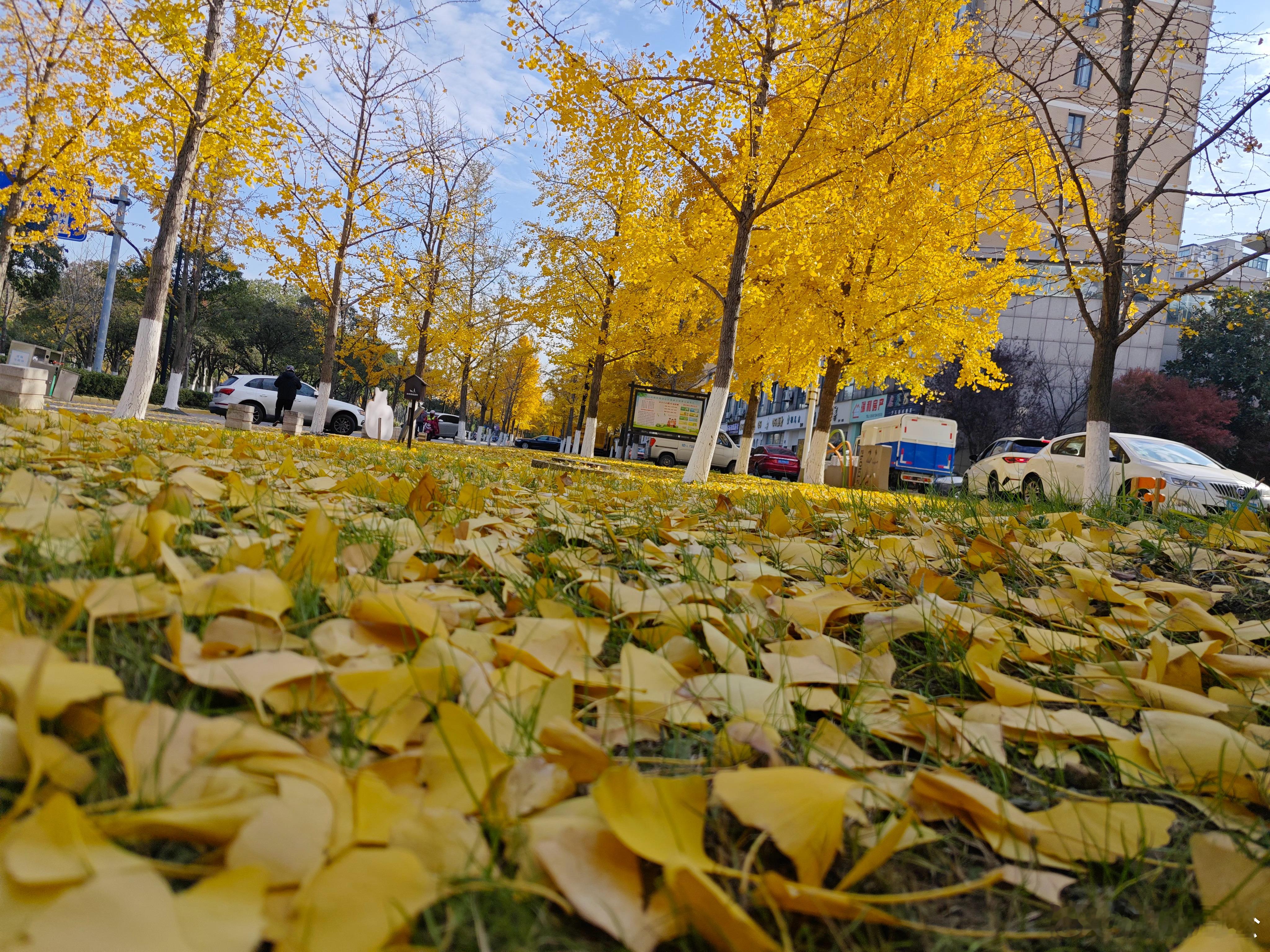 路边上已把秋意攒成满地金黄，踩在落叶上的脆响，是冬天来临前最暖的回响。