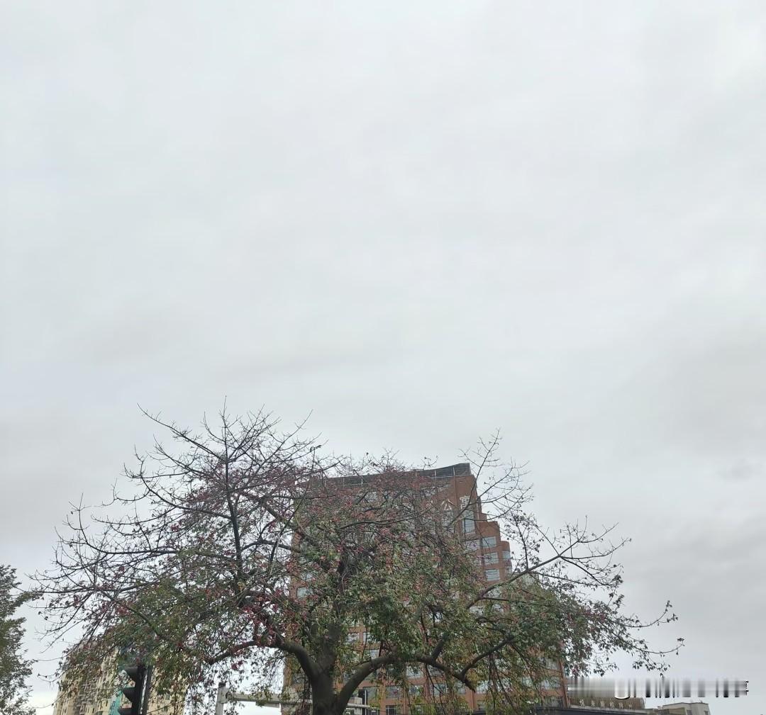 说实话，你想成为第二个苗京京或素老三吗？

于我来说，我是非常想当下一个苗京京的