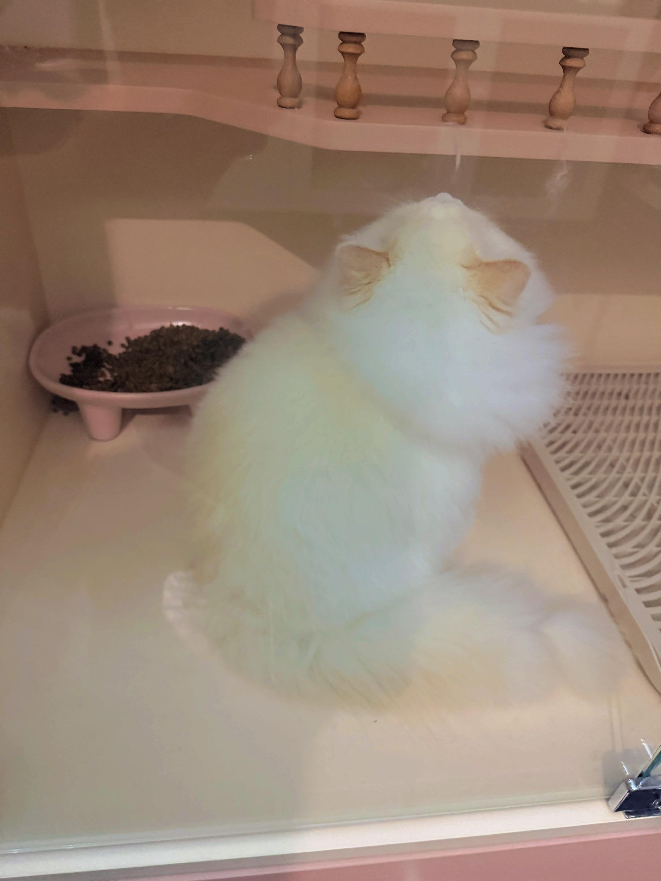 烤面包🥖