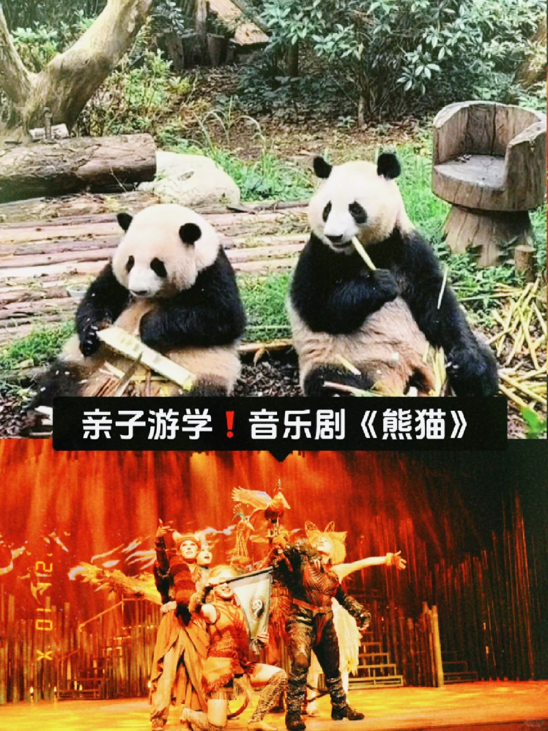 花花和和叶，音乐剧《熊猫》❗️❗️❗️❗️
