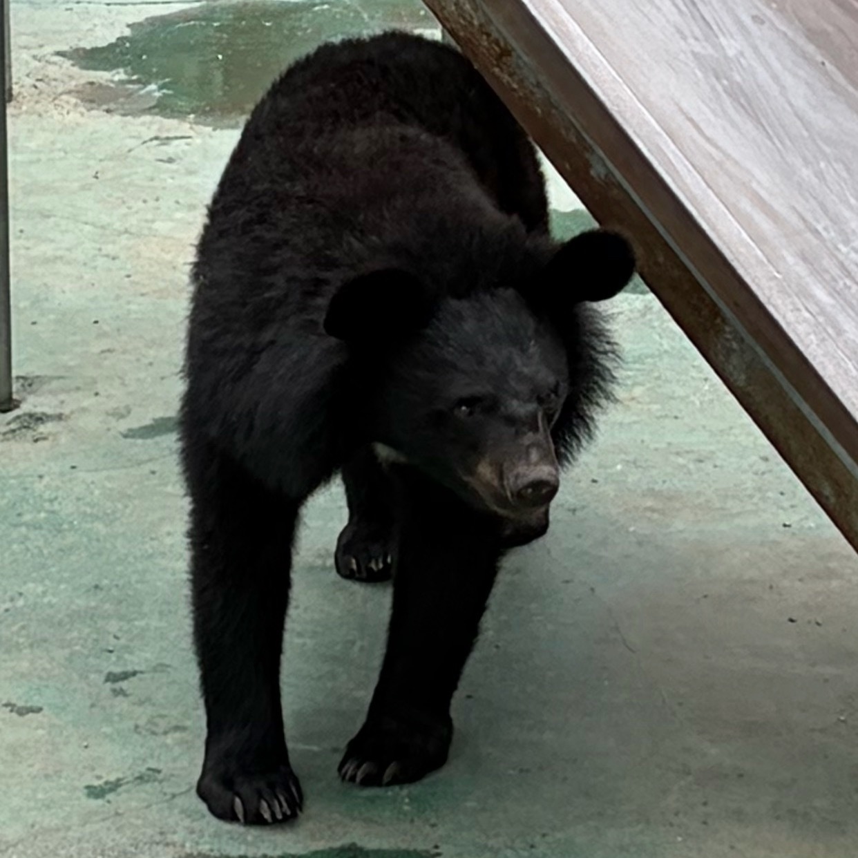 有点丑🐻 西安·西安秦岭野生动物园