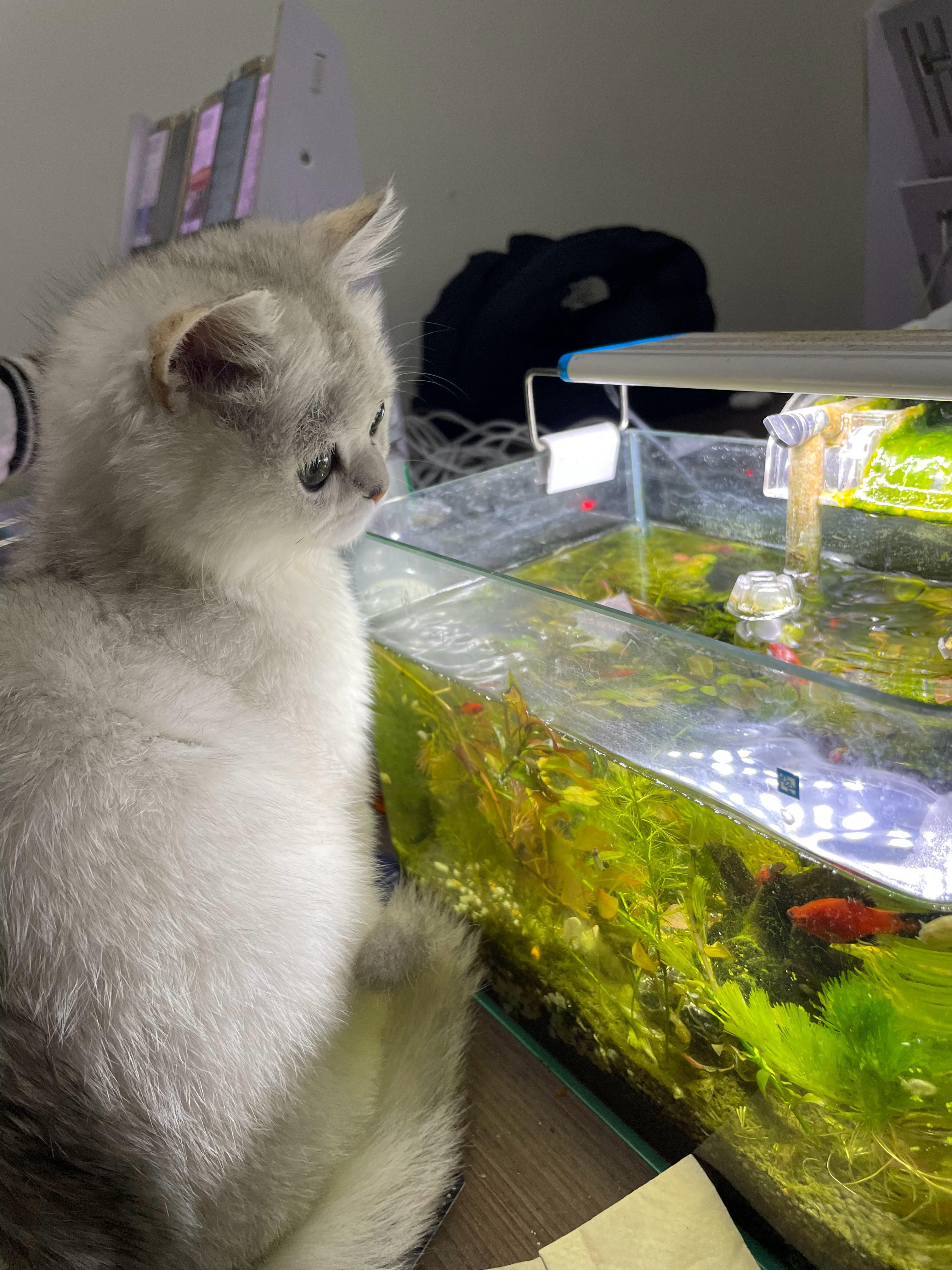 这小猫咪是不是想吃鱼了[挤眼] ​​​