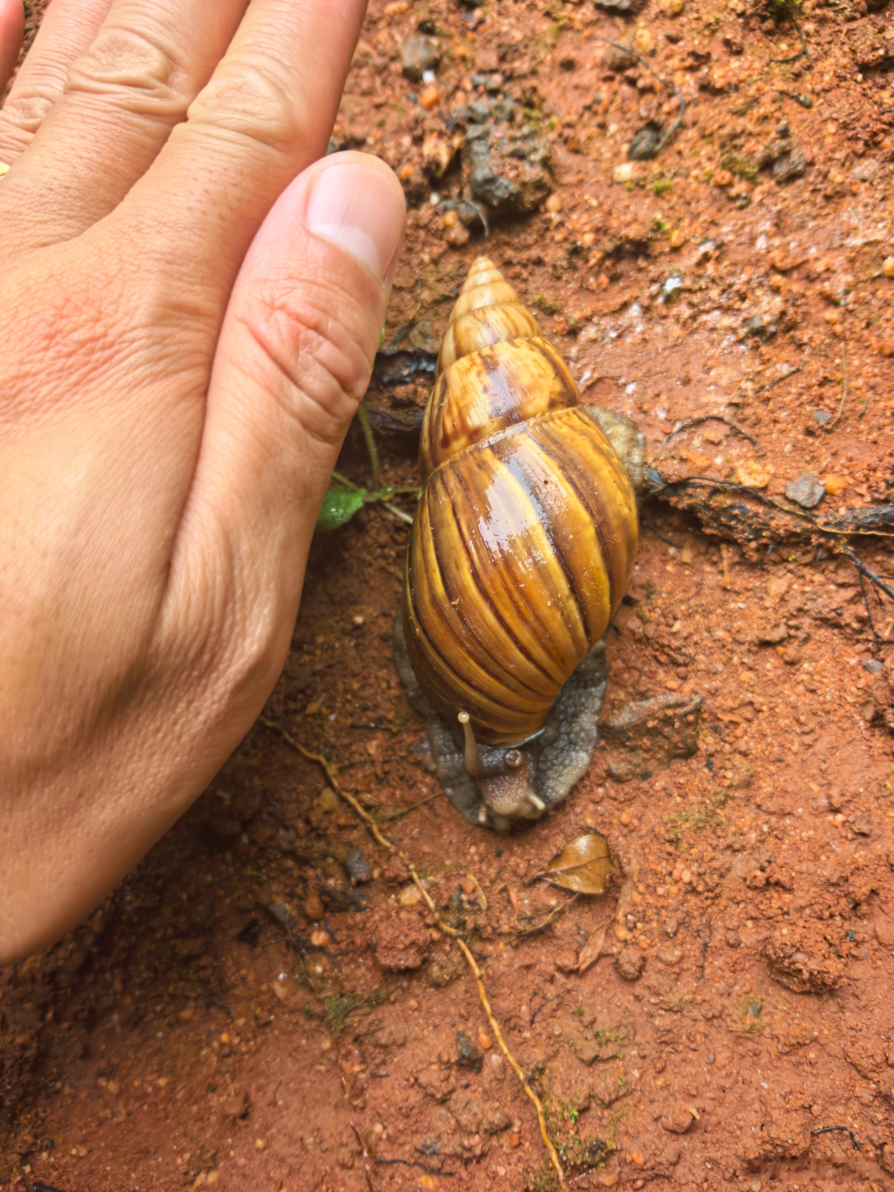 南方这个蜗牛个头。。。 
