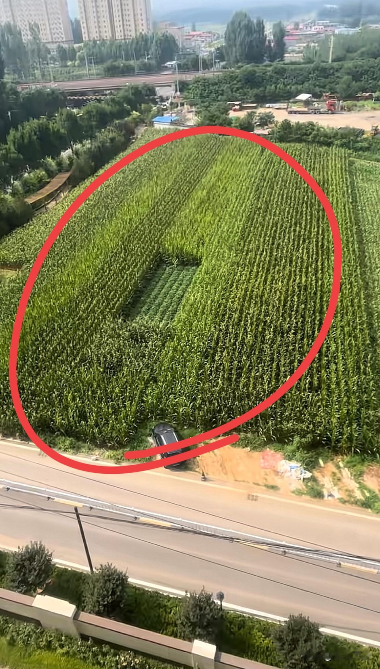 大家伙看看，这是种的啥？玉米地