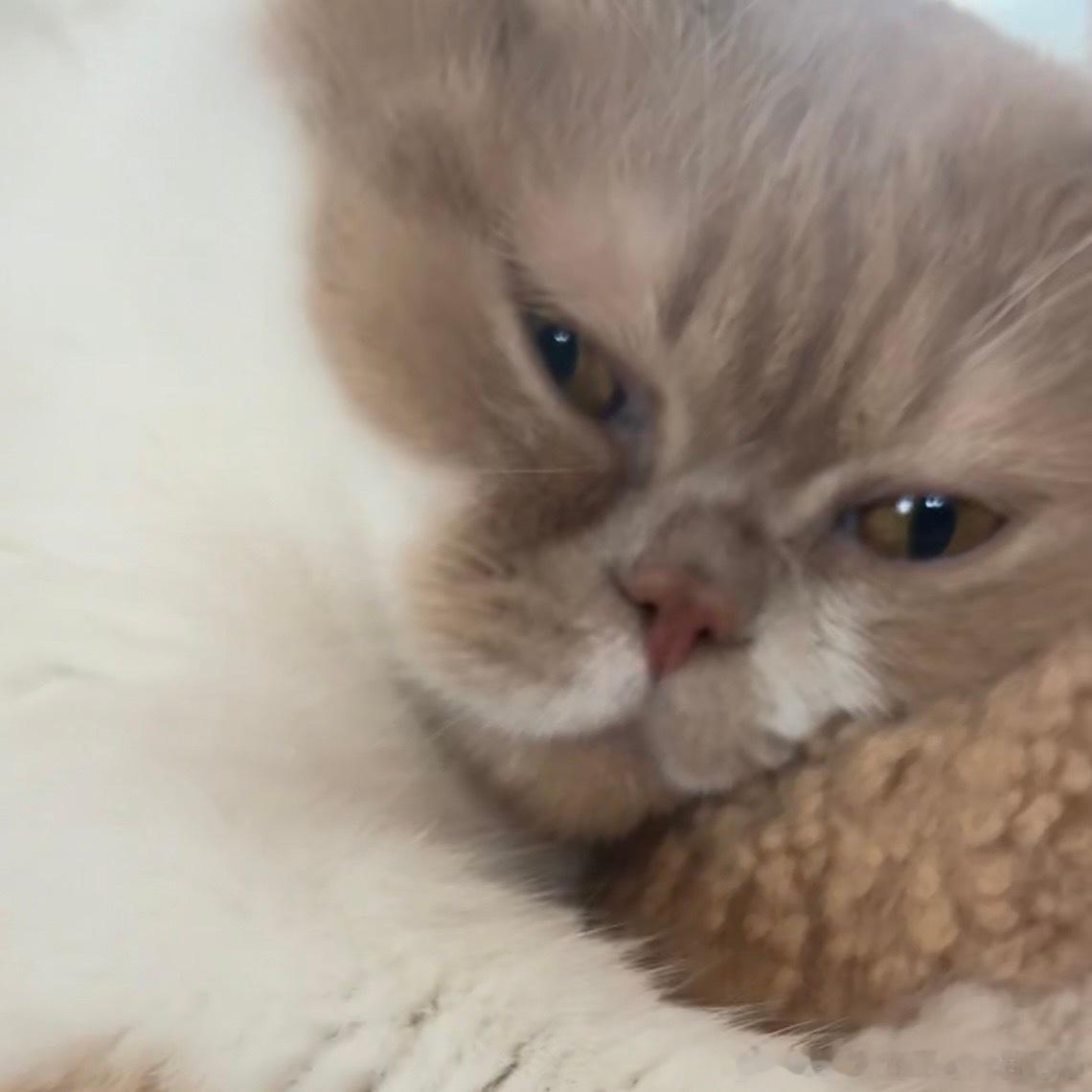 49337【丑猫】小丽小丽 