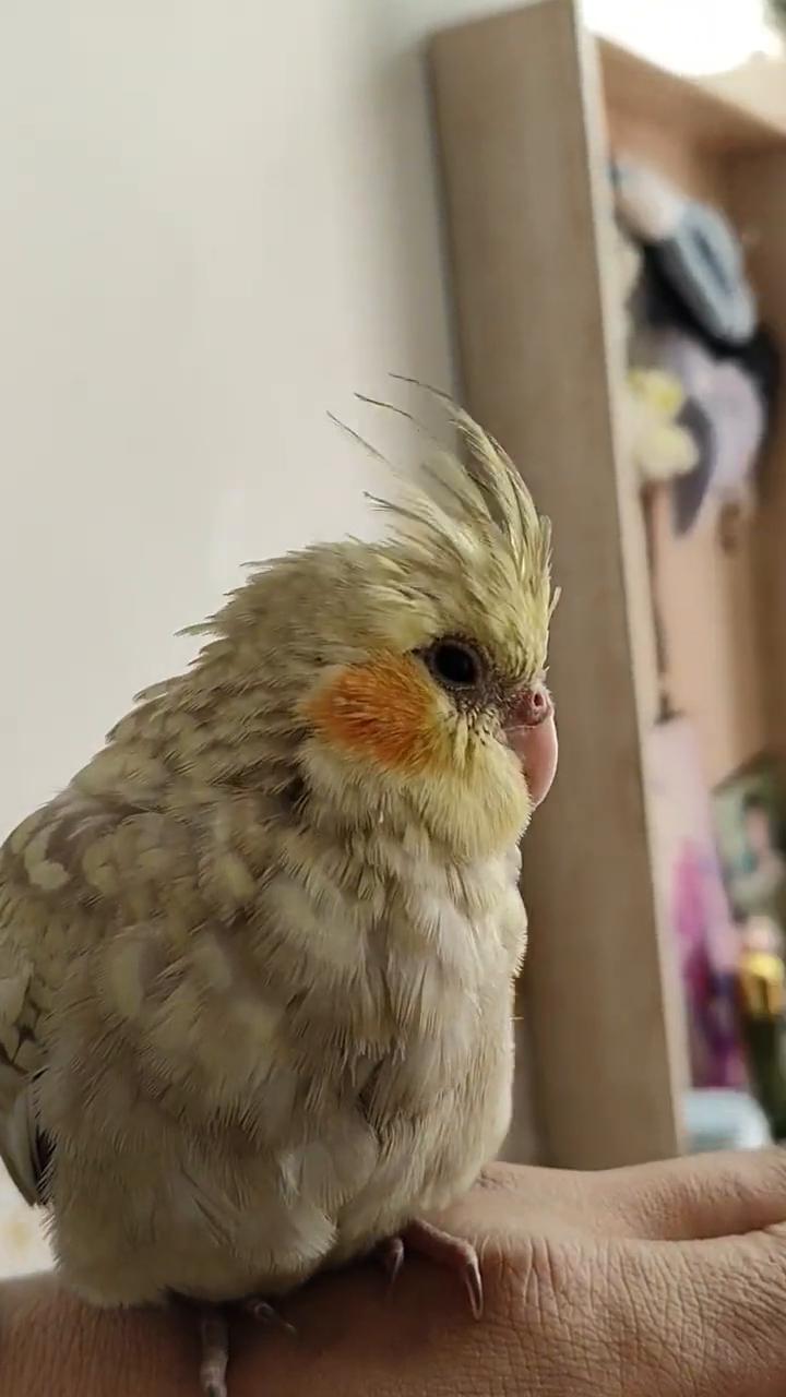 你现在也就是投胎到一个好的年代了，要搁以前农村都得去田里抓虫子，虫子跟你一边大。