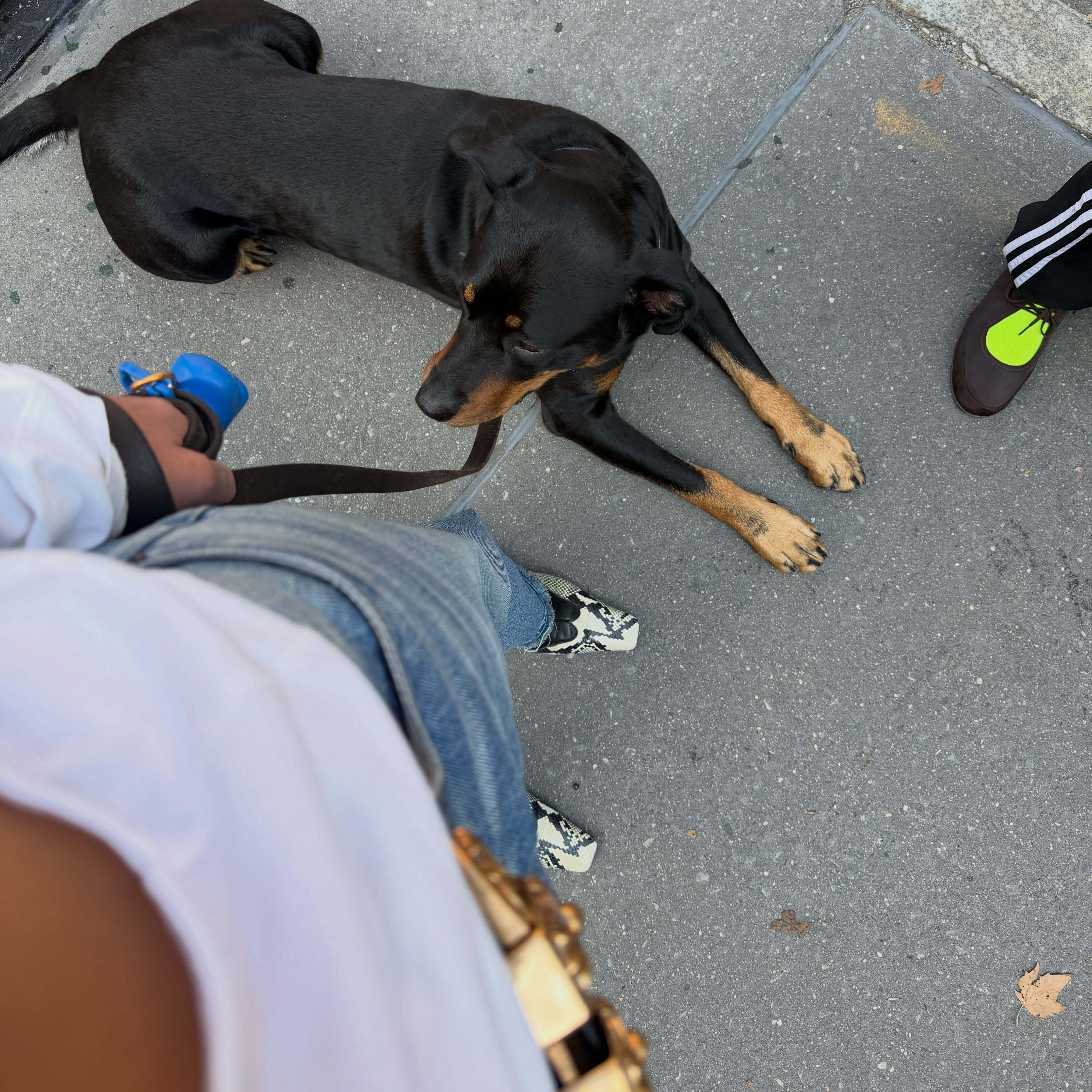 解锁同款铲屎的一天🐶 ​​​